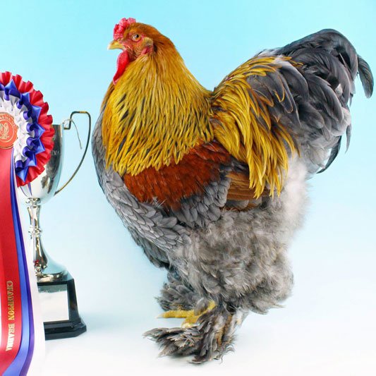 Cross Road Poultry - Show Champion: Buff Brahma Hen, New England Bantam  Show