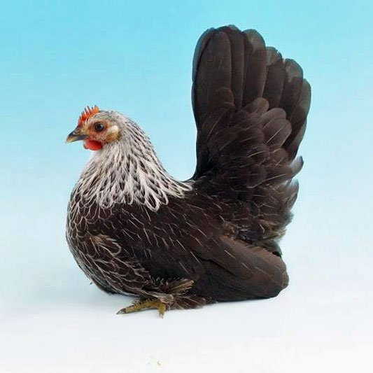 True Bantam Chickens And The Poultry Club Of Great Britain 